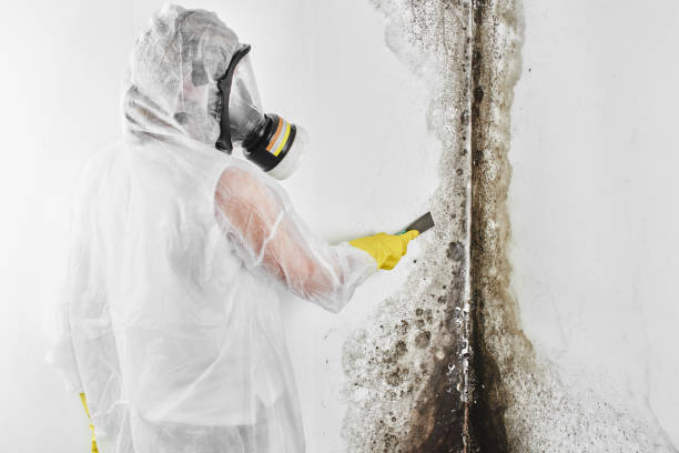 Best Residential Mold Remediation in Mirrormont, WA