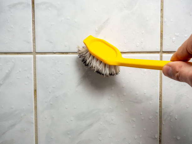 Best Insurance-Related Mold Remediation in Mirrormont, WA