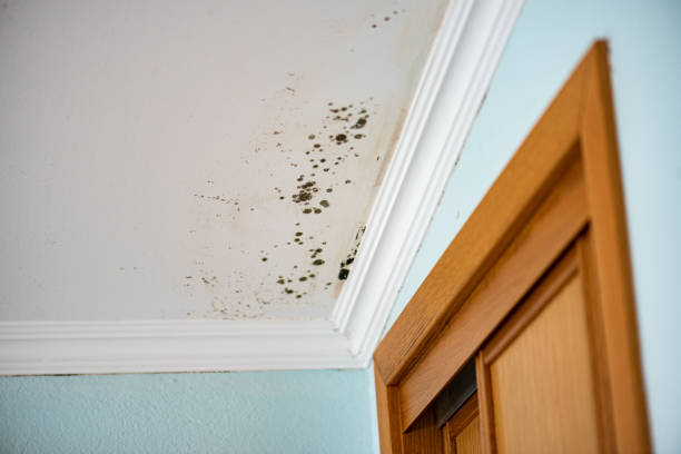 Best Residential Mold Remediation in Mirrormont, WA