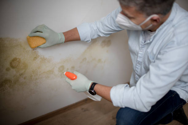 Best Bathroom Mold Remediation in Mirrormont, WA