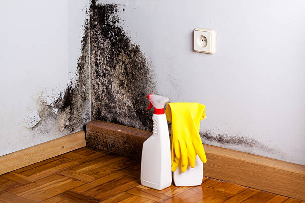 Best Emergency Mold Remediation in Mirrormont, WA